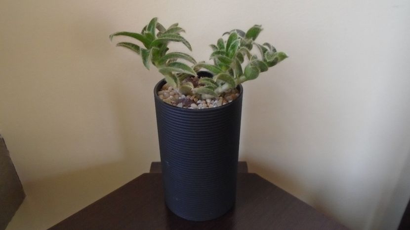 Cyanotis (Tradescantia) somaliensis - Suculente 2020