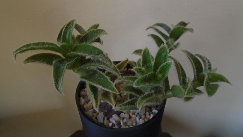 Cyanotis (Tradescantia) somaliensis - Suculente 2020