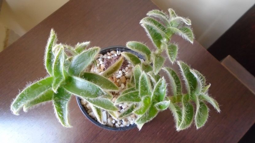 Cyanotis (Tradescantia) somaliensis - Suculente 2020