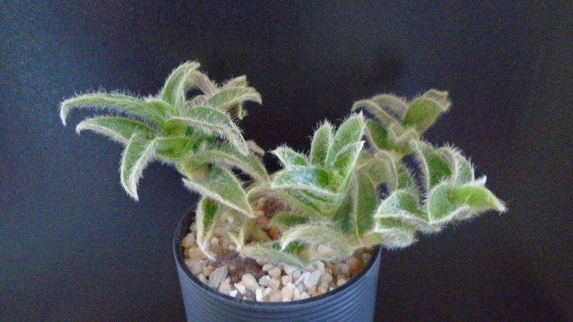 Cyanotis (Tradescantia) somaliensis - Suculente 2020