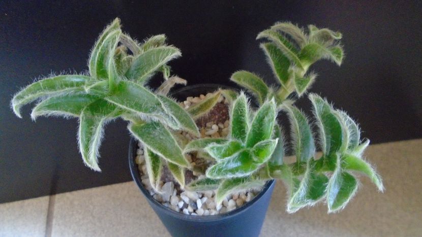 Cyanotis (Tradescantia) somaliensis - Suculente 2020