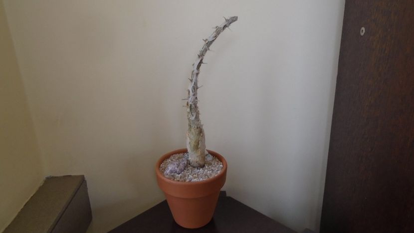 Sesamothamnus lugardii, Africa de Sud si Namibia - Caudiciforme - pachycaule si bulboase 2020 bis