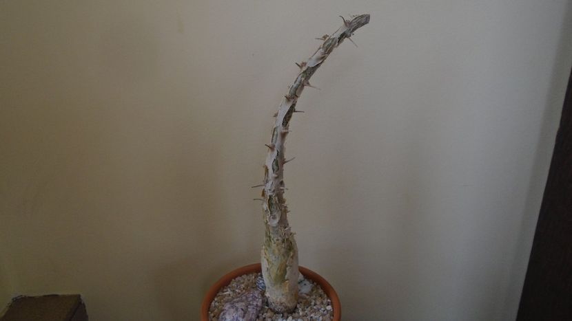 Sesamothamnus lugardii, Africa de Sud si Namibia - Caudiciforme - pachycaule si bulboase 2020 bis