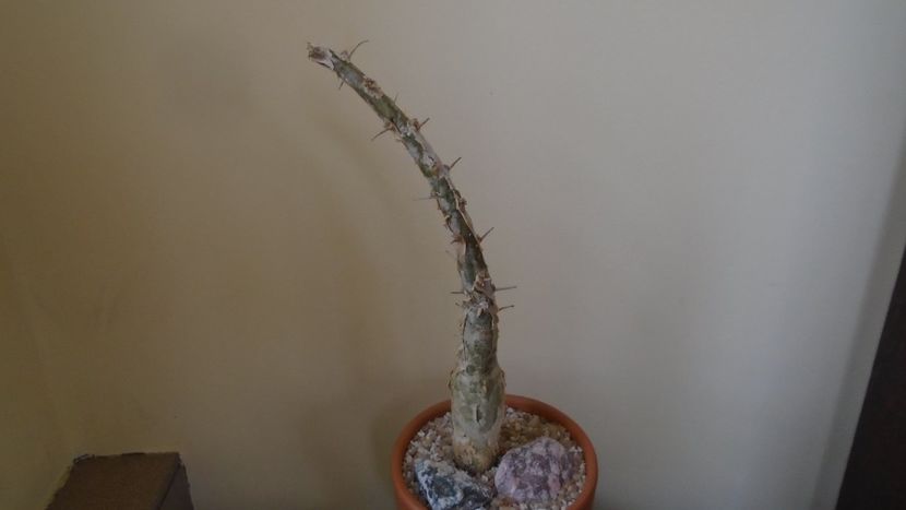 Sesamothamnus lugardii, Africa de Sud si Namibia - Caudiciforme - pachycaule si bulboase 2020 bis
