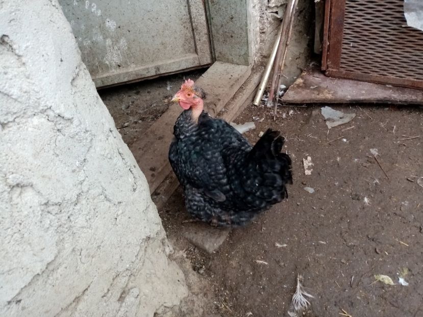  - Matca de găini mixte încălțate moțate 2021