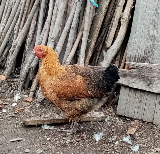  - Matca de găini mixte încălțate moțate 2021