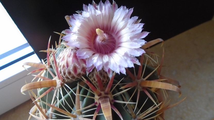 Ferocactus latispinus - Cactusi 2020 final de an