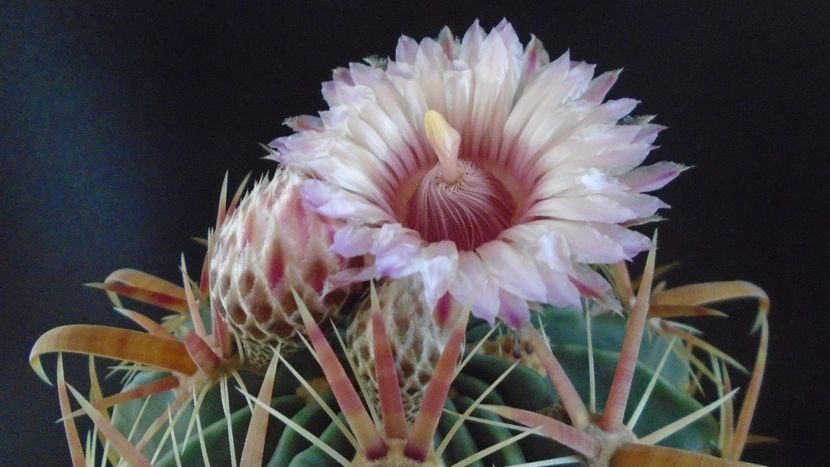 Ferocactus latispinus - Cactusi 2020 final de an