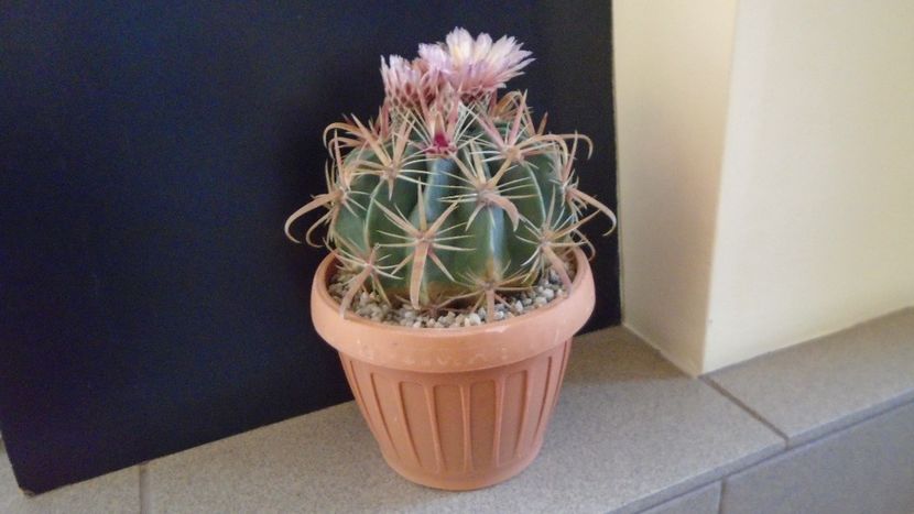 Ferocactus latispinus - Cactusi 2020 final de an