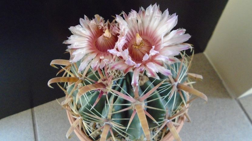 Ferocactus latispinus - Cactusi 2020 final de an