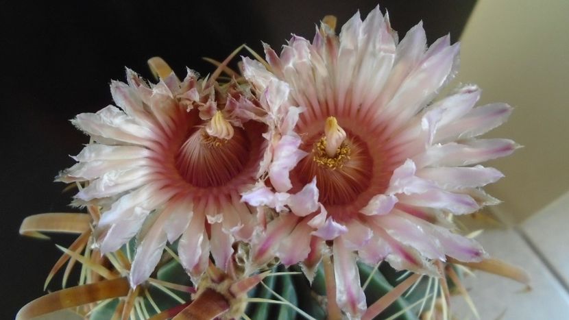 Ferocactus latispinus - Cactusi 2020 final de an