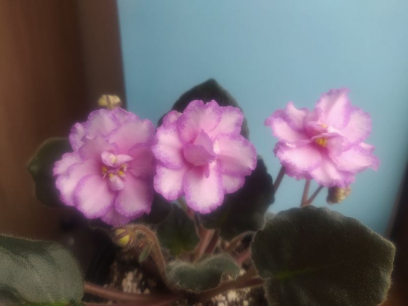 2 decembrie 2020 - Strawberry Wave