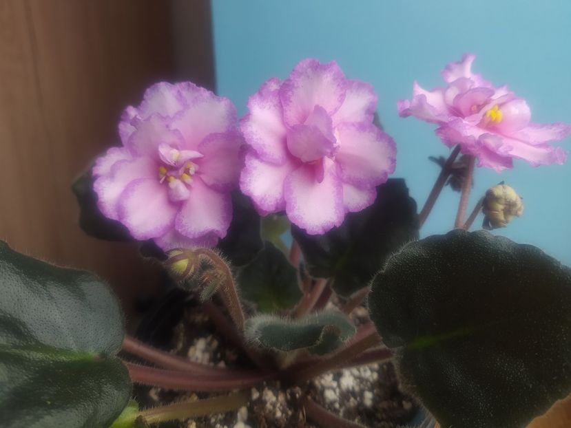 2 decembrie 2020 - Strawberry Wave