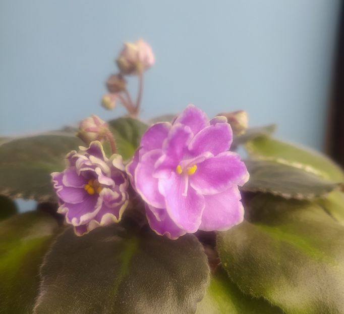 2 decembrie 2020 - Buckeye Saucy Irish