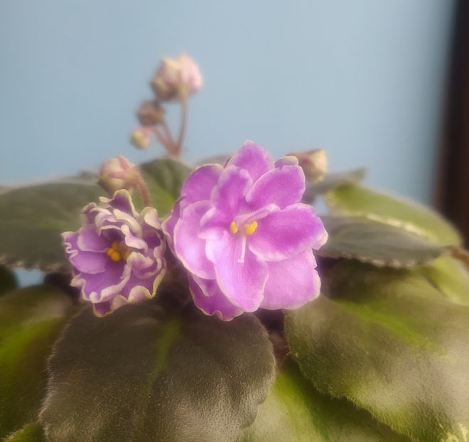 2 decembrie 2020 - Buckeye Saucy Irish