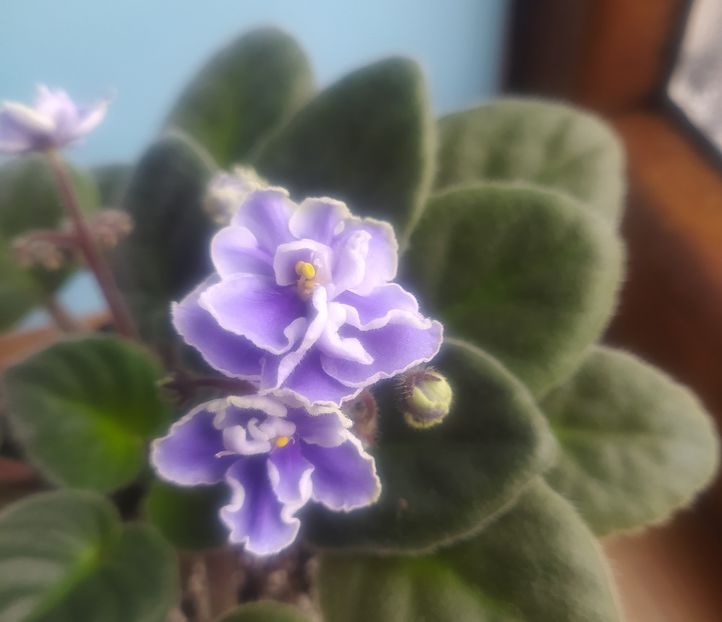 2 decembrie 2020 - ZZZ___Humako Lila Wave