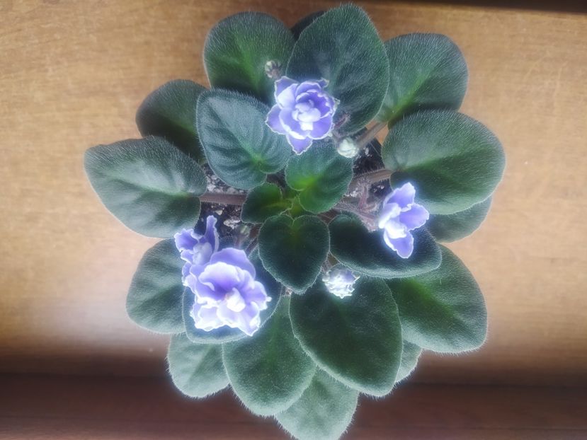 2 decembrie 2020 - ZZZ___Humako Lila Wave