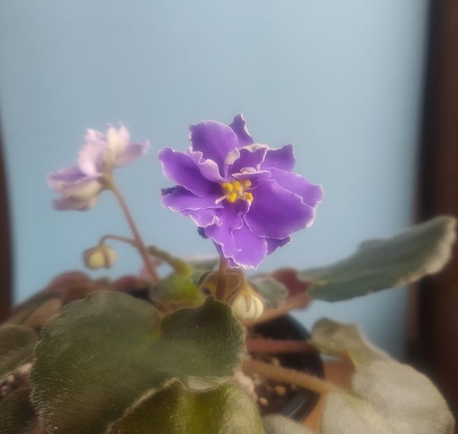 2 decembrie 2020 - ZZz_Mermaid