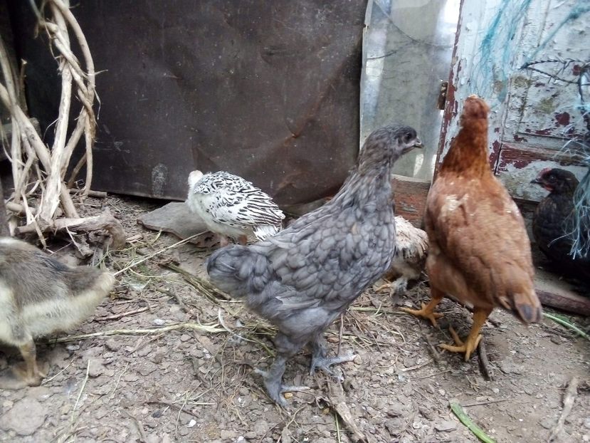 received_2589771007944009 - Pui de găină mixtă moțată încălțată 2020