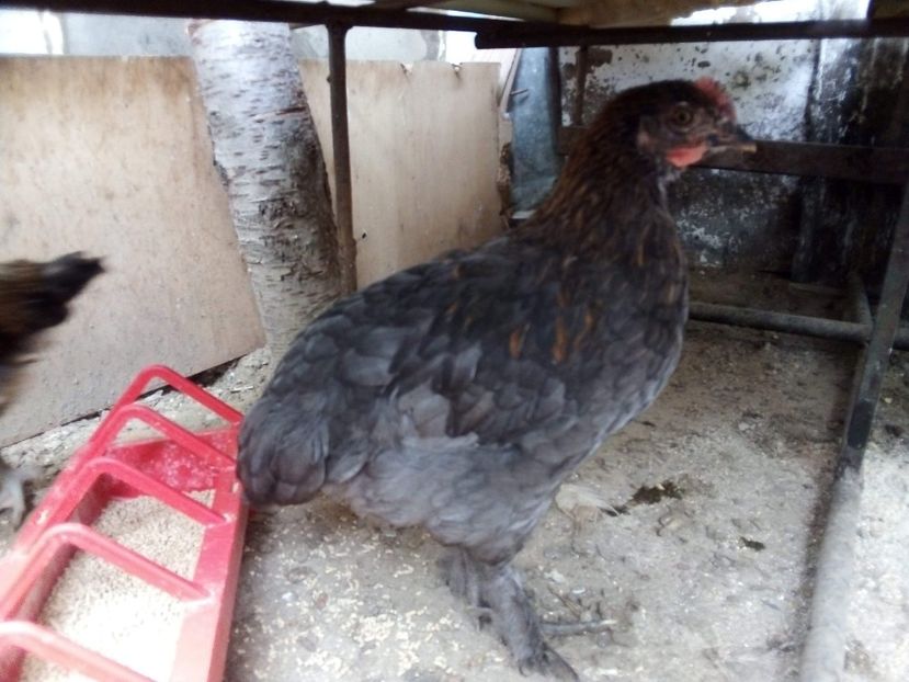 received_2832452526881375 - Pui de găină mixtă moțată încălțată 2020