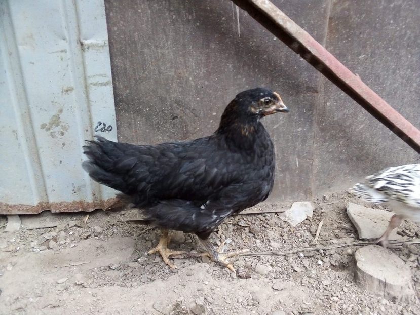 received_320772198915865 - Pui de găină mixtă moțată încălțată 2020