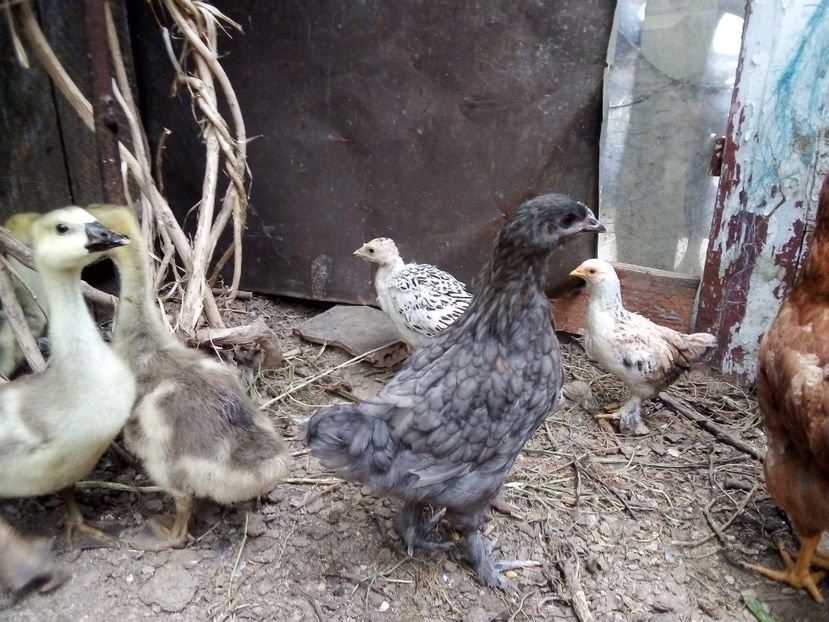 received_566667437552916 - Pui de găină mixtă moțată încălțată 2020