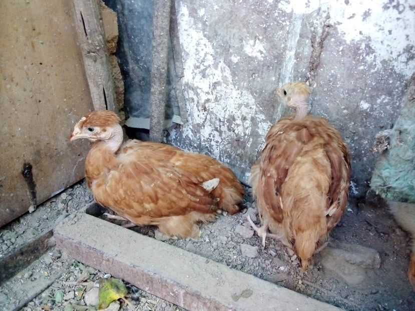 received_638413103780347 - Pui de găină mixtă moțată încălțată 2020