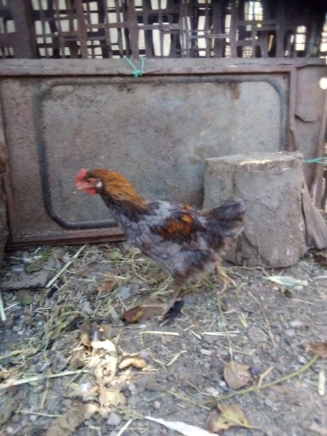 received_3157335617648915 - Pui de găină mixtă moțată încălțată 2020