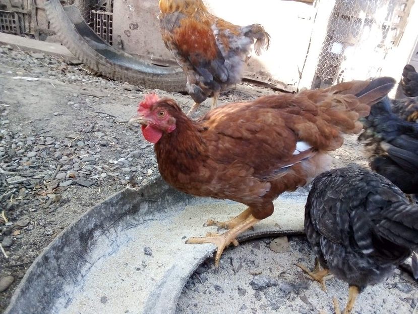 received_3618081594920747 - Pui de găină mixtă moțată încălțată 2020