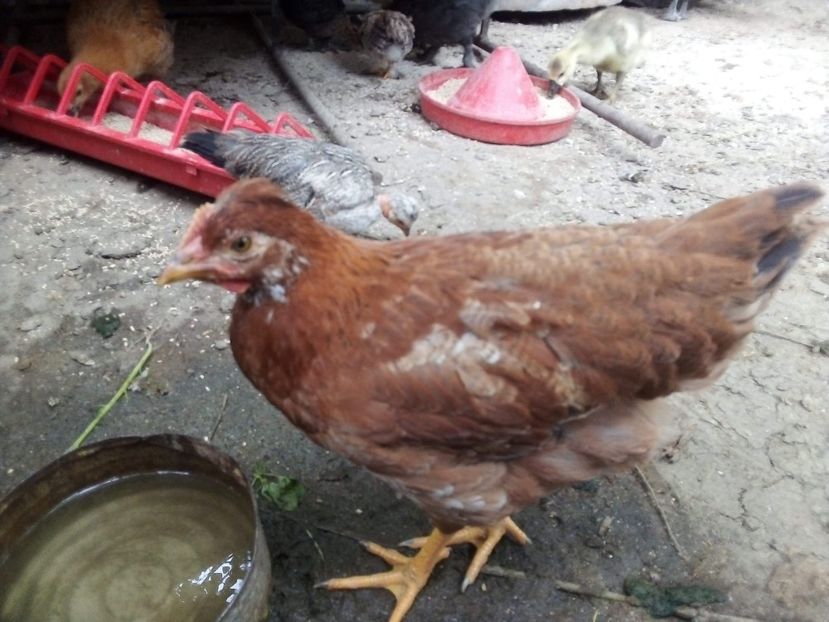 received_874799909676224 - Pui de găină mixtă moțată încălțată 2020
