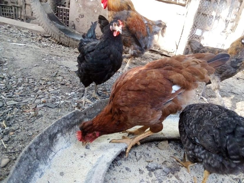 received_771656336713540 - Pui de găină mixtă moțată încălțată 2020