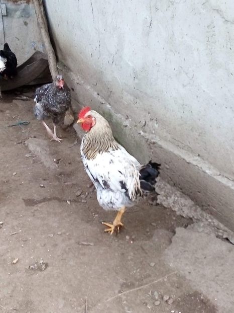 received_2549295755286973 - Pui de găină mixtă moțată încălțată 2019