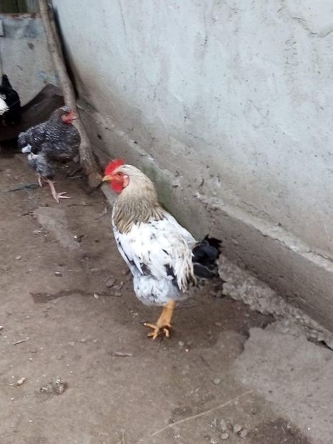 received_241848870190026 - Pui de găină mixtă moțată încălțată 2019
