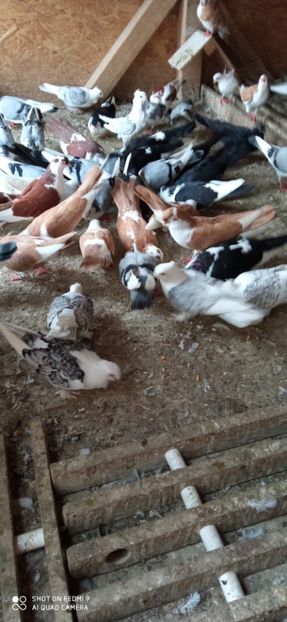  - DE PRIN PORUMBARIE