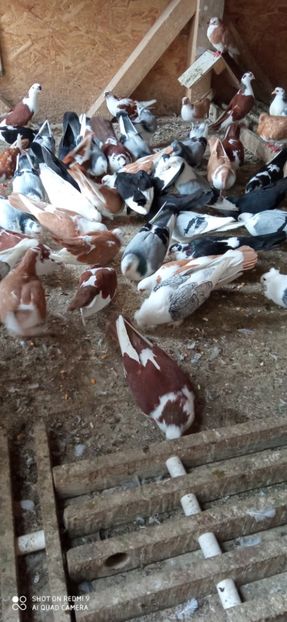  - DE PRIN PORUMBARIE