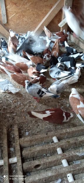  - DE PRIN PORUMBARIE