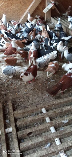  - DE PRIN PORUMBARIE