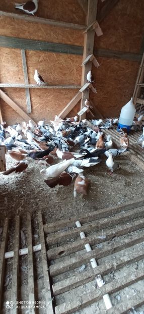  - DE PRIN PORUMBARIE