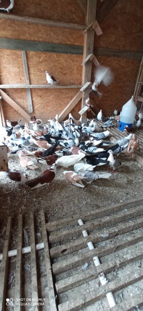  - DE PRIN PORUMBARIE