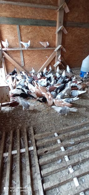  - DE PRIN PORUMBARIE