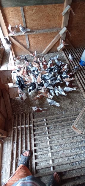  - DE PRIN PORUMBARIE