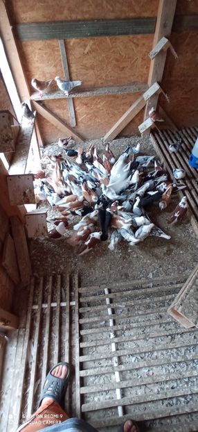  - DE PRIN PORUMBARIE