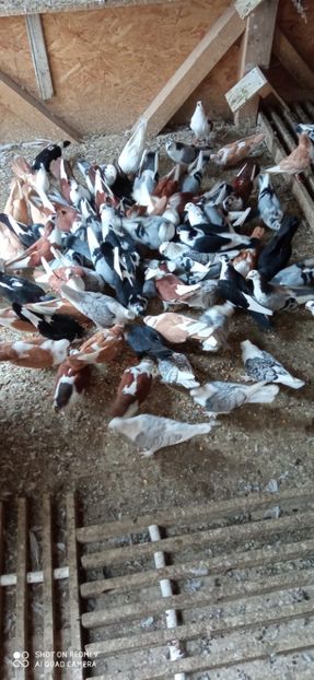  - DE PRIN PORUMBARIE