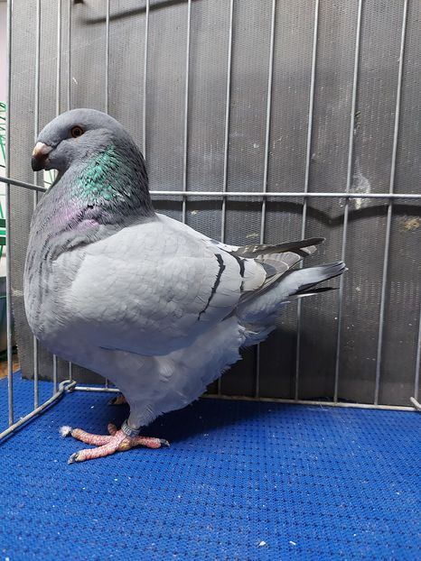 M 2020 - Tineret 2020