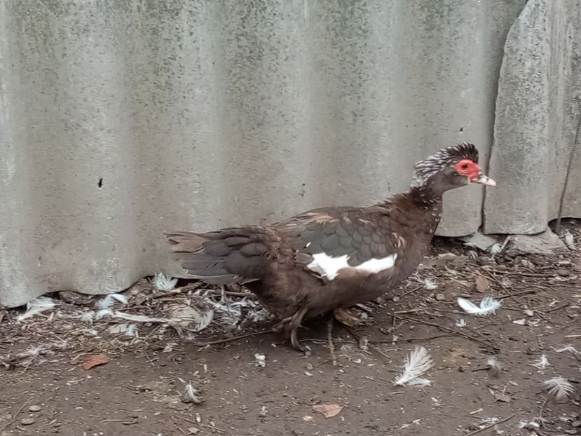  - Matca de rațe leșești 2020