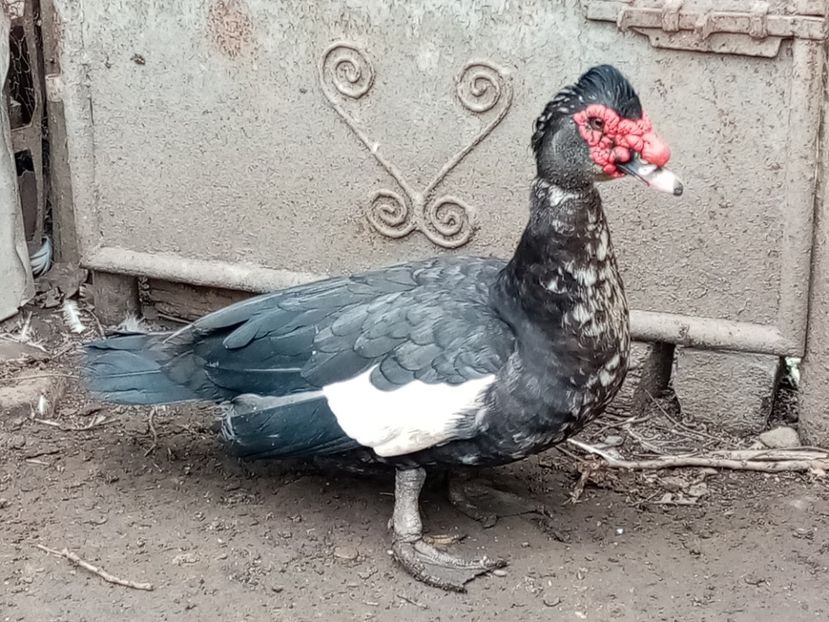  - Matca de rațe leșești 2020