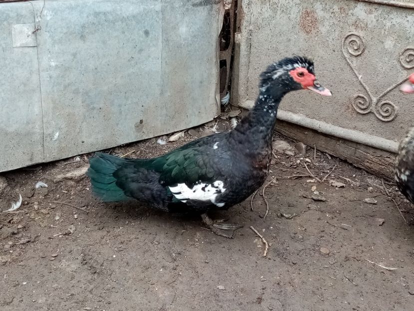  - Matca de rațe leșești 2020