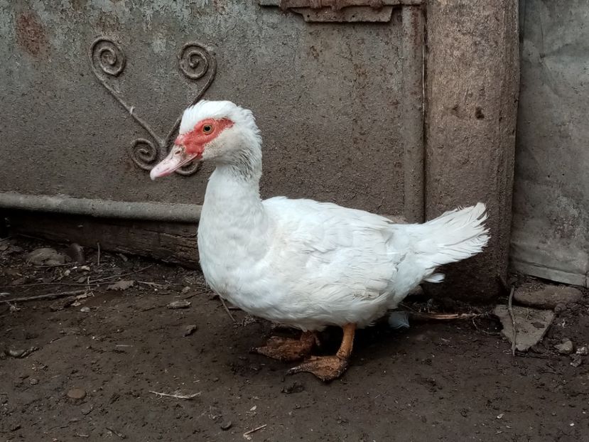  - Matca de rațe leșești 2020