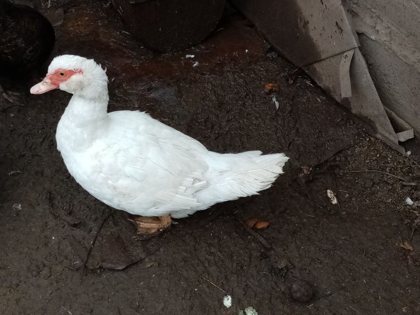  - Matca de rațe leșești 2020