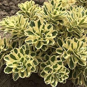 Sedum takesimense “Atlantis” - Dorinte 2021